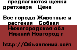 предлагаются щенки дратхаара › Цена ­ 20 000 - Все города Животные и растения » Собаки   . Нижегородская обл.,Нижний Новгород г.